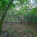 Coffee plantation at Aregash Lodge in Ethiopia.