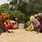 Coffee workers at Aregash Lodge in Ethiopia.