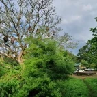 Coffee trees at Chebera Safari Lodge in Ethiopia.