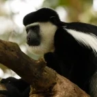 Close-up image of Geureza colobus monkey in a tree, Ethiopia.