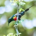 Image of a beautiful sunbird hanging on a tree branch, Ethiopia.