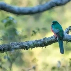 Narina trogon perched in a tree, Ethiopia.