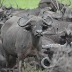 Herd of buffalo, Ethiopia