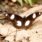 Image of a Danaid eggfly with wings spread, on a leaf in Ethiopia.