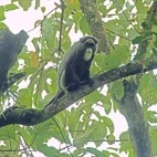De Brazza's monkey sat high up in the tree canopy, Ethiopia.