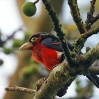 Image of a double-toothed barbet in a tree, image highlighting the red breast of the species. Ethiopia.