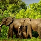 Image of a herd of elephants in Ethiopia.