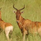 Image of a pair of hartebeests in grassland, Ethiopia.