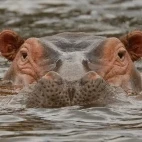 Hippopotamus emerging from the water, in Ethiopia.
