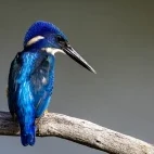 Image of a malachite kingfisher resting on a branch, by the riverside in Ethiopia.
