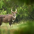 Image of a mountain nyala amongst the greenery of Ethiopia.
