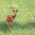 Oribi antelope looking up from grazing, alert. In Ethiopia.