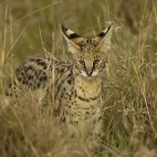 Image of a serval camouflaged in the tall grasses