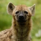 Close up image of a spotted hyena, Ethiopia.