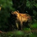 Spotted hyena looking towards the camera in Ethiopia.