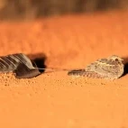 Image of a pair of standard-winged nightjars, Ethiopia.
