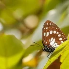 Common forest Queen butterfly resting in a tree, Ethiopia.
