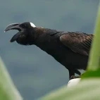 Thick-billed raven photographed through the leaves, the bird captured mid-call. Ethiopia.