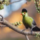 Image of white-cheeked turaco in a tree, Ethiopia.