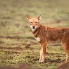 Ethiopian wolf looking back at the camera, in Ethiopia.