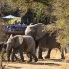 African elephant in South Africa.