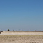 Elephant in Kalahari Private Reserve, South Africa