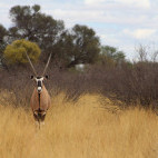 Oryx in Kalahari Private Reserve, South Africa.