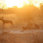Wild dog in Kalahari Private Reserve, South Africa.