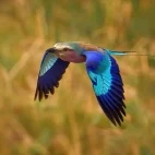 Lilac-breasted roller in South Africa