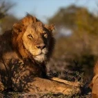 Lion in South Africa