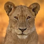 Lion in South Africa