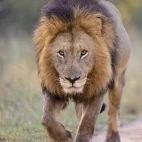 Lion in South Africa