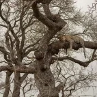 Leopard in South Africa.