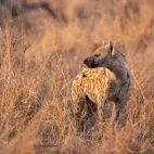 Spotted hyena in South Africa.