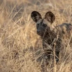 African wild dog in South Africa.
