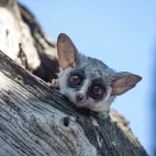 Bushbaby in South Africa.