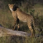 Cheetah in South Africa