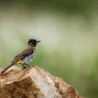 Dark-capped bulbul in South Africa