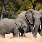 African elephant in South Africa