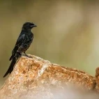 Fork-tailed drongo in South Africa