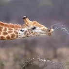 Giraffe in South Africa