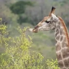 Giraffe in South Africa