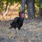 Southern ground hornbill in South Africa