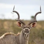 Kudu in South Africa