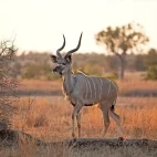 Kudu in South Africa