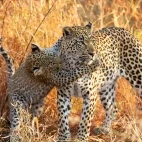 Leopard in South Africa