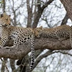Leopard in South Africa