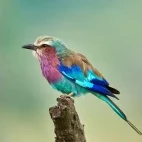 Lilac-breasted roller in South Africa