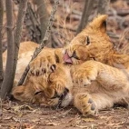 Lion cubs in South Africa.