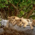 Lion cubs in South Africa